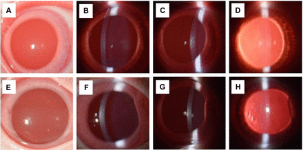 light-irradiated-rabbit-eyes-retevet-erg-electroretinography