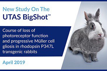 OK-Course-of-loss-of-photoreceptor-function-and-progressive-Müller-cell-gliosis-in-rhodopsin-P347L-transgenic-rabbits