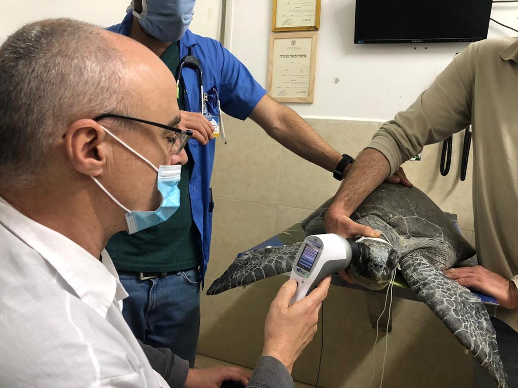 RETevet ERG with a turtle